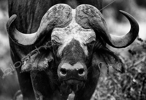Biosphoto | 2081939 | Buffle d'Afrique (Syncerus caffer) portrait, Kruger, Afrique du Sud | &copy; Tonino De Marco / Biosphoto