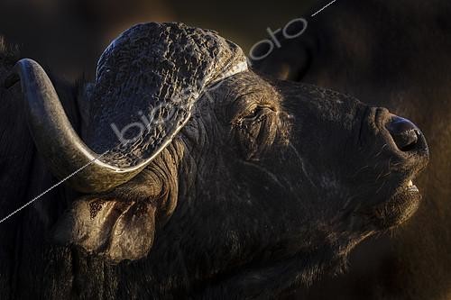 Biosphoto | 2146240 | Buffle d'Afrique (Syncerus caffer). Réserve de Phinda, Munyawana, Zuka. KwaZulu Natal. Afrique du Sud | &copy; Roger de La Harpe / Biosphoto