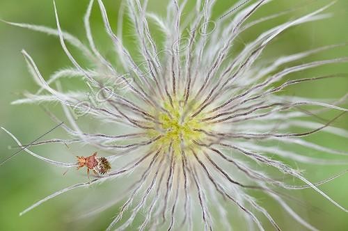 Biosphoto | 1880452 | Bug on Pasque flower Lorraine France ; Calcareous grassland | &copy; Stéphane Vitzthum / Biosphoto