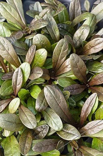 Biosphoto | 2594325 | Bugle de Tenore, Ajuga tenorei 'Valfredda', feuillage | &copy; Visions BV, Netherlands / ~Ben Phillips / Visions Pictures / Biosphoto