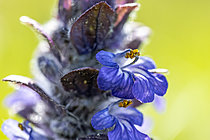 Biosphoto | 2621500 | Bugleweed (Ajuga reptans) flowers, Gers, France | &copy; Marie Aymerez / Biosphoto