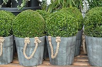 Biosphoto | 1999250 | Buis en pot dans un jardin | &copy; Catherine Fruhinsholz / Biosphoto