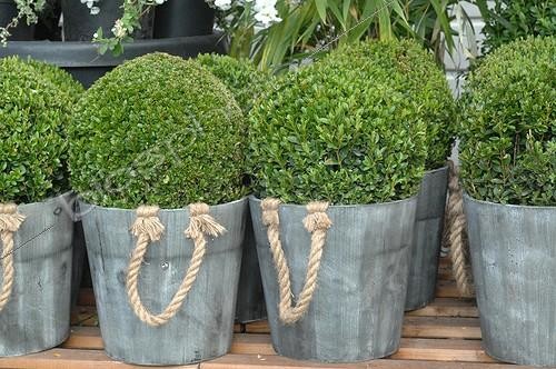 Biosphoto | 1999250 | Buis en pot dans un jardin | &copy; Catherine Fruhinsholz / Biosphoto