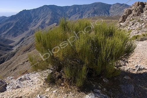 Biosphoto | 1249380 | Buisson d'Ephèdre Vallée de la Mort Panamint Range USA ; Ephedra funerea ou Ephedra nevadensis. Utilisé comme plante médicinale ou comestible par les Indiens et comme boisson par les Mormons | &copy; Daniel Heuclin / Biosphoto