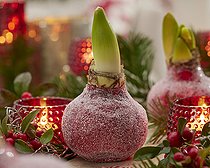 Biosphoto | 2584325 | Bulbe d'Amaryllis couvert de cire givrée de Noël | &copy; Visions BV, Netherlands / VisionsPictures & Photography / Visions Pictures / Biosphoto