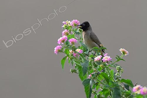 Biosphoto | 2627005 | Bulbul d'Arabie (Pycnonotus xanthopygos), Aqaba, Jordanie | &copy; Régis Cavignaux / Biosphoto