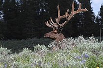 Biosphoto | 1247201 | Bull elk in Yellowstone NP USA | &copy; Jean-François Noblet / Biosphoto