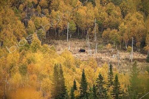 Biosphoto | 964741 | Bull Moose browsing its territory during the rut Quebec  | &copy; Philippe Henry / Biosphoto