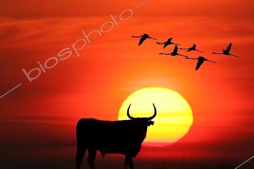Biosphoto | 79466 | Bull of the Camargue in front of the sun France [AT] ; assembly studio [AT] | &copy; Pierre Huguet-Dubief / Biosphoto