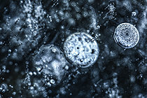 Biosphoto | 2621365 | Bulles d'air dans de la glace | &copy; Philippe Lebeaux / Biosphoto
