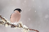 Biosphoto | 2002208 | Bullfinch on a branch in winter - Northern Vosges France  | &copy; Emmanuel Baechler / Biosphoto
