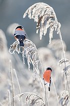 Biosphoto | 2492834 | Bullfinch (Pyrrhula pyrrhula) males on a frosted reed, Vosges du Nord Regional Nature Park, France | &copy; Michel Rauch / Biosphoto