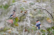 Biosphoto | 2496002 | Bullfinch (Pyrrhula pyrrhula) pair eating dried blackberries in winter, Vosges du Nord Regional Nature Park, France | &copy; Michel Rauch / Biosphoto