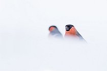 Biosphoto | 2002229 | Bullfinches in snow - Northern Vosges France  | &copy; Emmanuel Baechler / Biosphoto