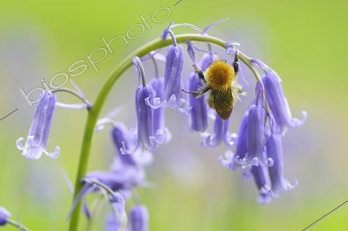 Biosphoto | 1158829 | Bumblebee on a flower meadow of bluebells France | &copy; Guy Piton / Biosphoto