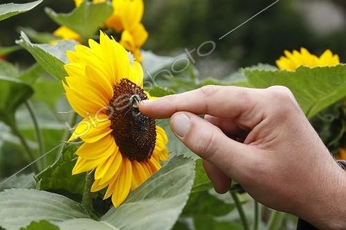 Biosphoto | 1442328 | Bumblebee on a Sunflower caressed by a human France | &copy; Jean-Luc & Françoise Ziegler / Biosphoto