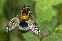 Biosphoto | 2166668 | Bumblee Mimic Hoverfly (Volucella bombylans var. plumata), Regional Natural Park of Vosges du Nord, France | &copy; Michel Rauch / Biosphoto