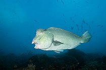 Biosphoto | 2597021 | Bumphead Parrotfish, Bolbometopon muricatum, Raja Ampat, West Papua, Indonesia | &copy; Reinhard Dirscherl / Biosphoto