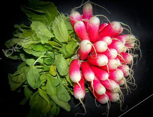Biosphoto | 2578113 | Bunch of half-long radish, 18-day radish, Sarthe, France | &copy; Michel Gile / Biosphoto