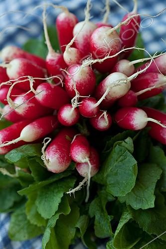 Biosphoto | 1081889 | Bundle of radishes | &copy; Philippe Giraud / Biosphoto