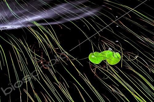 Biosphoto | 1266490 | Bur-reed and waterlily in a bog in Canada | &copy; Antoni Agelet / Biosphoto