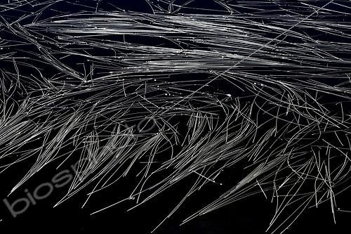 Biosphoto | 2036322 | Bur-reeds - Lake Pormenaz Alpes France | &copy; Jean-Philippe Delobelle / Biosphoto