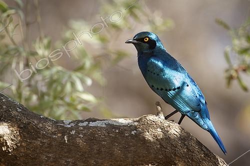 Biosphoto | 2082388 | Burchell's Starling (Lamprotornis australis) on a branch, Kruger national park, South Africa | &copy; Patrice Correia / Biosphoto