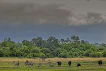 Biosphoto | 2601787 | Burchell's Zebra (Equus quagga burchell) and African Buffalo (Syncerus caffer), Namibia, Africa | &copy; Alain Roux / Biosphoto