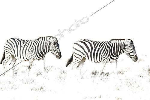 Biosphoto | 2059183 | Burchell's Zebra (Equus quagga burchelli) - Roaming. Etosha National Park, Namibia. This image has been taken with a very high ASA setting, hence the overexposure. | &copy; Thomas Dressler / Biosphoto