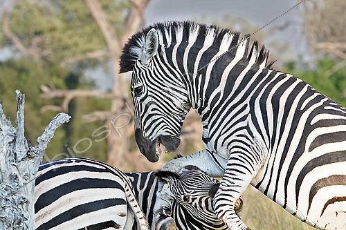 Biosphoto | 2623101 | Burchell's zebra (Equus quagga burchellii), fighting, Botswana. | &copy; Michel Bureau / Biosphoto