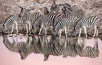 Biosphoto | 2035304 | Burchell's Zebras at the waterhole at dawn - Etosha Namibia | &copy; Óscar Díez Martínez / Biosphoto