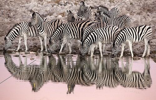 Biosphoto | 2035304 | Burchell's Zebras at the waterhole at dawn - Etosha Namibia | &copy; Óscar Díez Martínez / Biosphoto