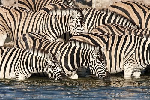 Biosphoto | 2035303 | Burchell's Zebras at the waterhole - Etosha Namibia | &copy; Óscar Díez Martínez / Biosphoto