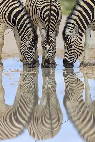 Biosphoto | 1823583 | Burchell's Zebras drinking after rain Etosha Namibia | &copy; Alain Mafart-Renodier / Biosphoto