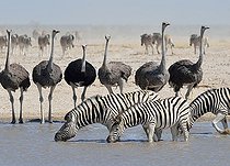 Biosphoto | 2445273 | Burchell's zebras (Equus quagga burchellii) drinking with common ostriches (Struthio camelus) at a waterhole, Etosha National Park, Namibia, Africa | &copy; Jean-François Ducasse / imageBROKER / Biosphoto