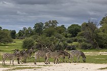 Biosphoto | 2601807 | Burchell's zebras (Equus quagga burchellii), Namibia, Africa | &copy; Alain Roux / Biosphoto