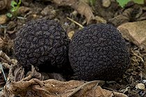 Biosphoto | 664907 | Burgundy truffles in close-up France | &copy; Michel Gunther / Biosphoto