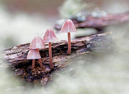 Biosphoto | 2574496 | Burgundydrop Bonnet (Mycena haematopus) fungus growing on wood among lichens, Landes, France. | &copy; Christophe Florin / Biosphoto