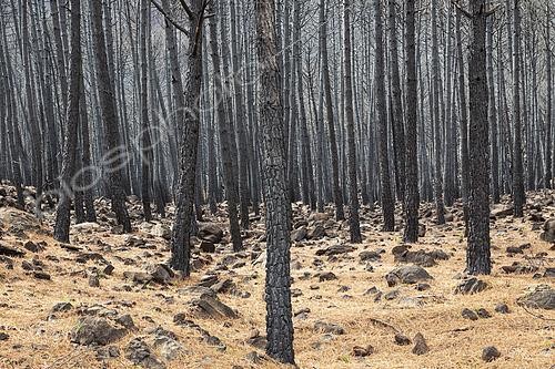 Biosphoto | 2544219 | Burned Stone or Umbrella Pines (Pinus pinea) after a forest fire. Sierra Bermeja, Málaga Province, Andalusia, Spain. | &copy; Thomas Dressler / Biosphoto