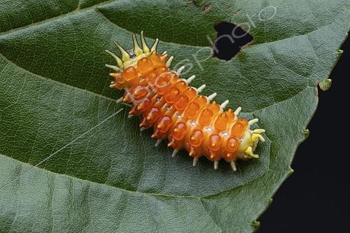 Biosphoto | 2610463 | Burnet moth (Cleoda sp) caterpillar in situ, Mt. Polis, Luzon, Philippines. | © Frank Deschandol & Philippe Sabine / Biosphoto