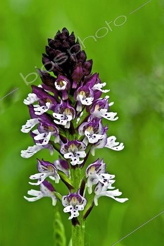 Biosphoto | 1894709 | Burnt orchid in bloom in catalonia  Spain | &copy; Antoni Agelet / Biosphoto