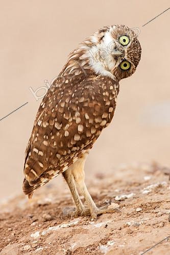 Biosphoto | 2407093 | Burrowing owl (Athene cunicularia), Arizona | &copy; John Cancalosi / Biosphoto