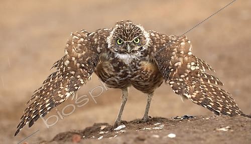 Biosphoto | 2407107 | Burrowing owl (Athene cunicularia), Arizona,  rain dance  | &copy; John Cancalosi / Biosphoto