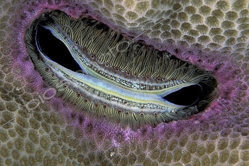 Biosphoto | 1257697 | Burrowing Scallop Walindi Bismark Archipelago | &copy; Franco Banfi / Biosphoto