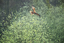 Biosphoto | 2621609 | Busard des roseaux (Circus aeruginosus) mâle en vol au dessus d'un marais, Normandie, France | &copy; Christophe Perelle / Biosphoto