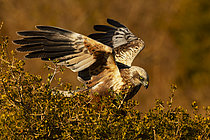 Biosphoto | 2609026 | Busard des roseaux (Circus aeruginosus) sur un arbre, Pyrénées, Espagne | &copy; Guy Van Langenhove / Biosphoto
