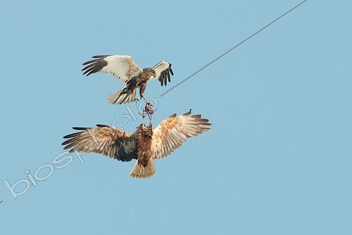 Biosphoto | 2413029 | Busards des roseaux (Circus aeruginosus) échangeant de la nourriture en vol, Schleswig-Holstein, Allemagne | &copy; Matthias Schulte / BIA / Biosphoto