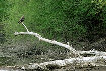 Biosphoto | 2602151 | Buse variable (Buteo buteo) à l'affut sur un arbre mort, dans un bras de la Loire, Val de Loire, France | &copy; Pierre Vernay / Biosphoto