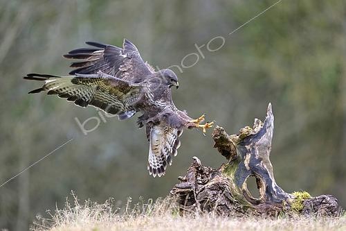Biosphoto | 2606746 | Buse variable (Buteo buteo) atterrissant sur une souche en hiver, Lorraine, France | &copy; Michel Poinsignon / Biosphoto