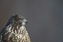 Biosphoto | 2593316 | Buse variable (Buteo buteo) dans une prairie. Forêt de Bialowieza, site du patrimoine mondial de l'UNESCO, Pologne, Europe. | &copy; Franco Banfi / Biosphoto